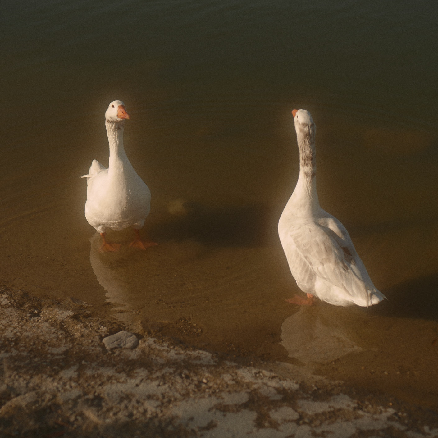 Ducks at Santa Fe Dam