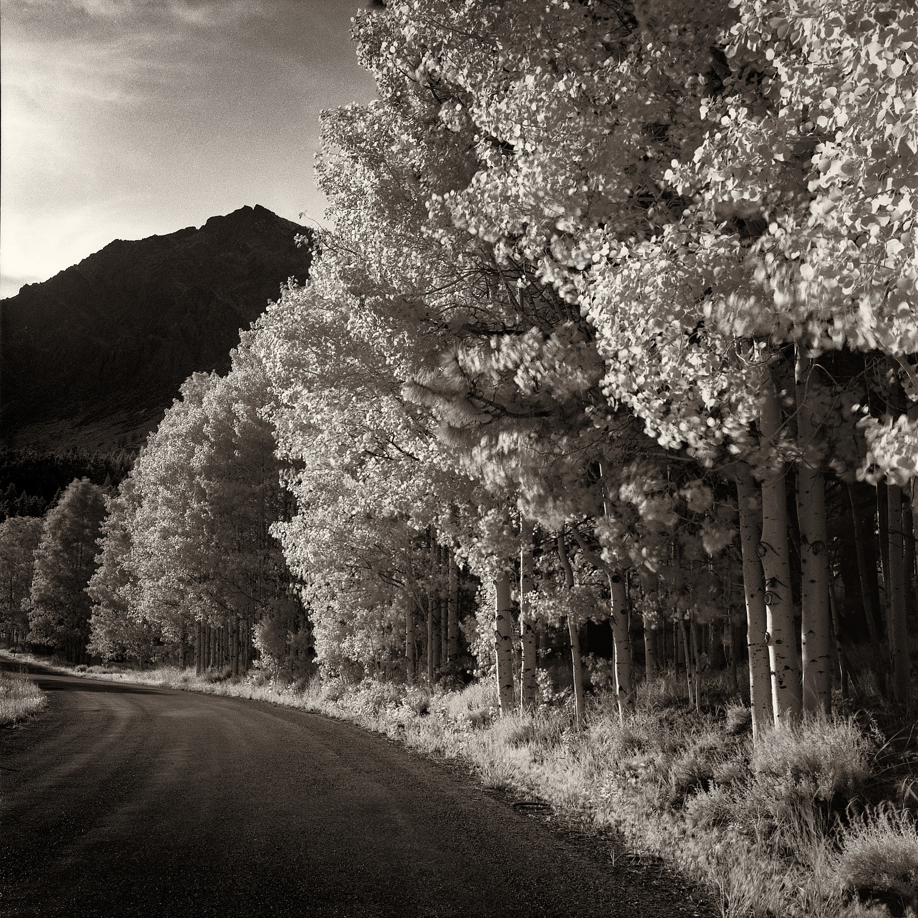Aspen Road_Infrared Landscape Photographer LA Charlie Sin