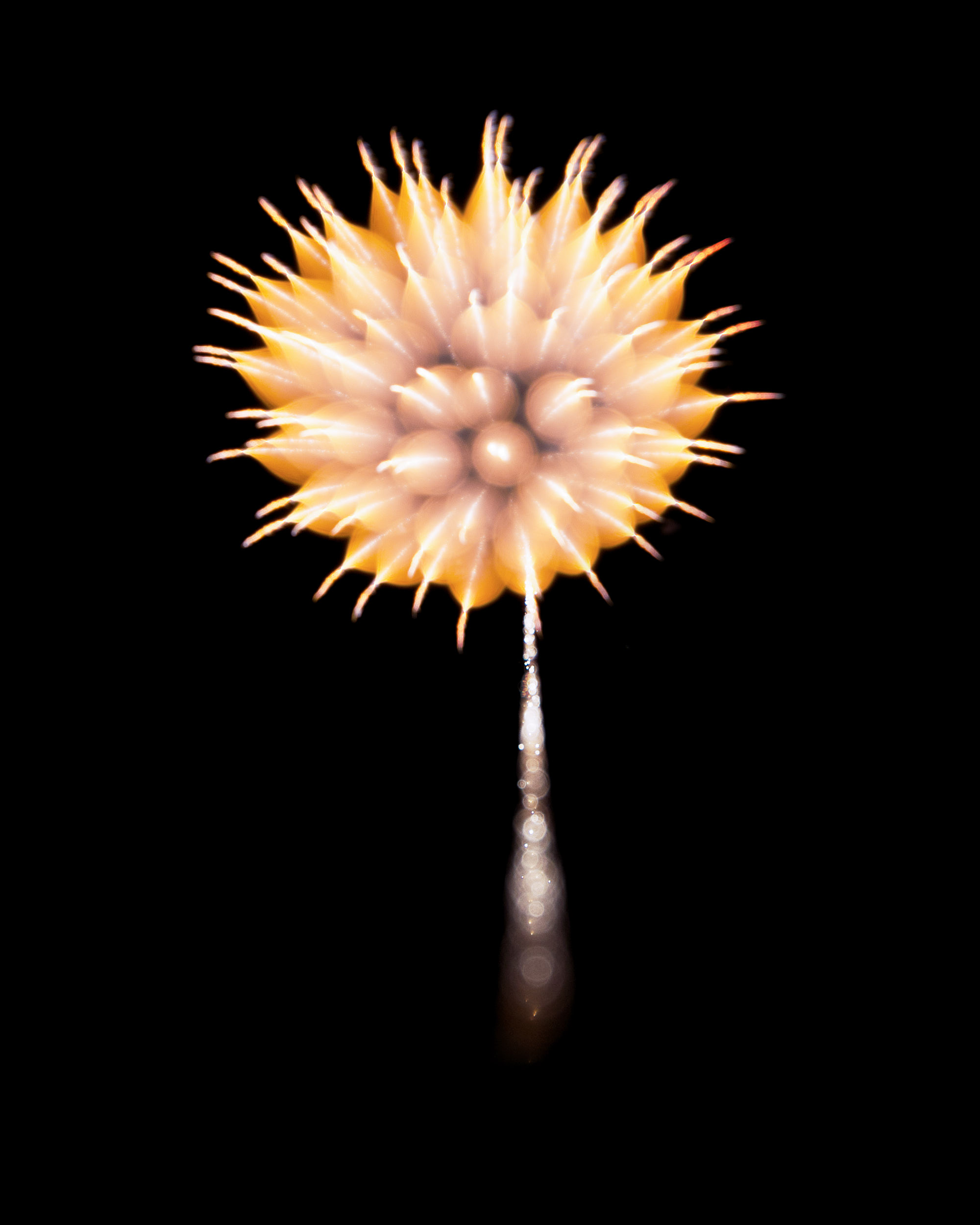 Firework Photo, Night Flower 26, WIRED Magazine 