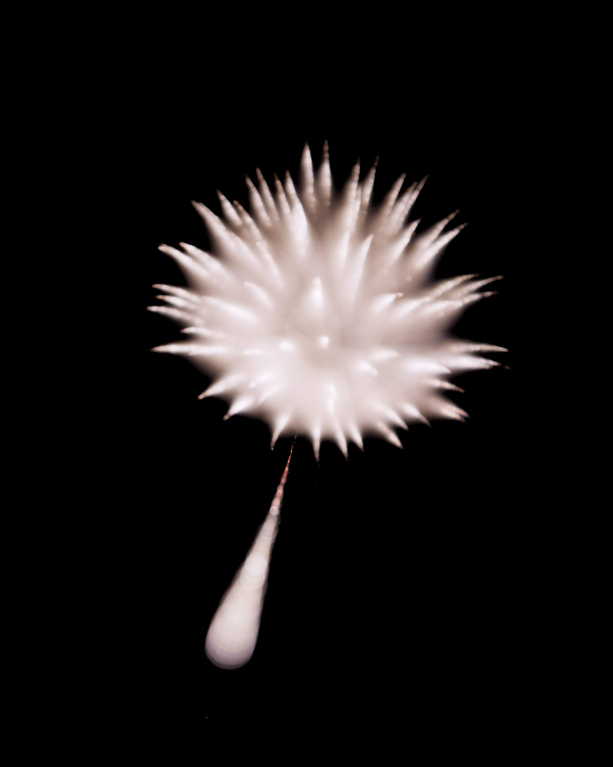 Firework Photo, Night Flower 25, WIRED Magazine 