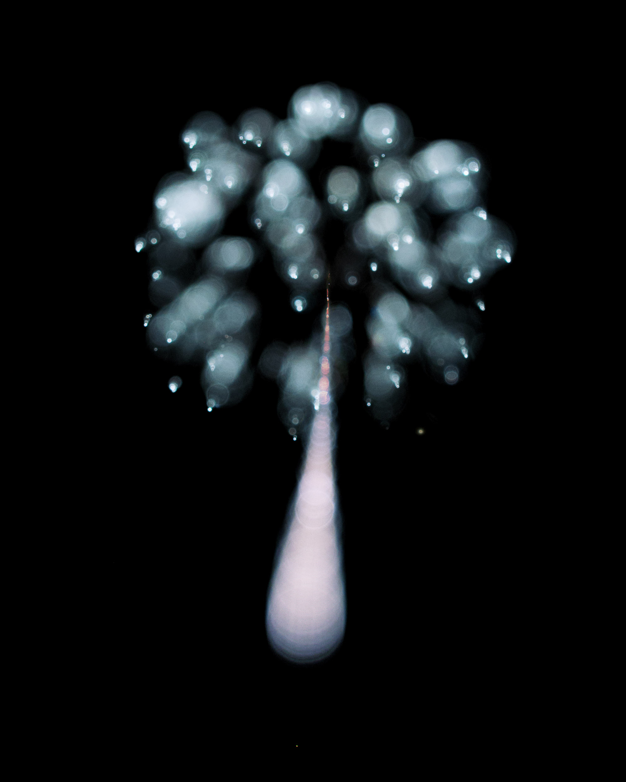 Firework Photo, Night Flower 24, WIRED Magazine 