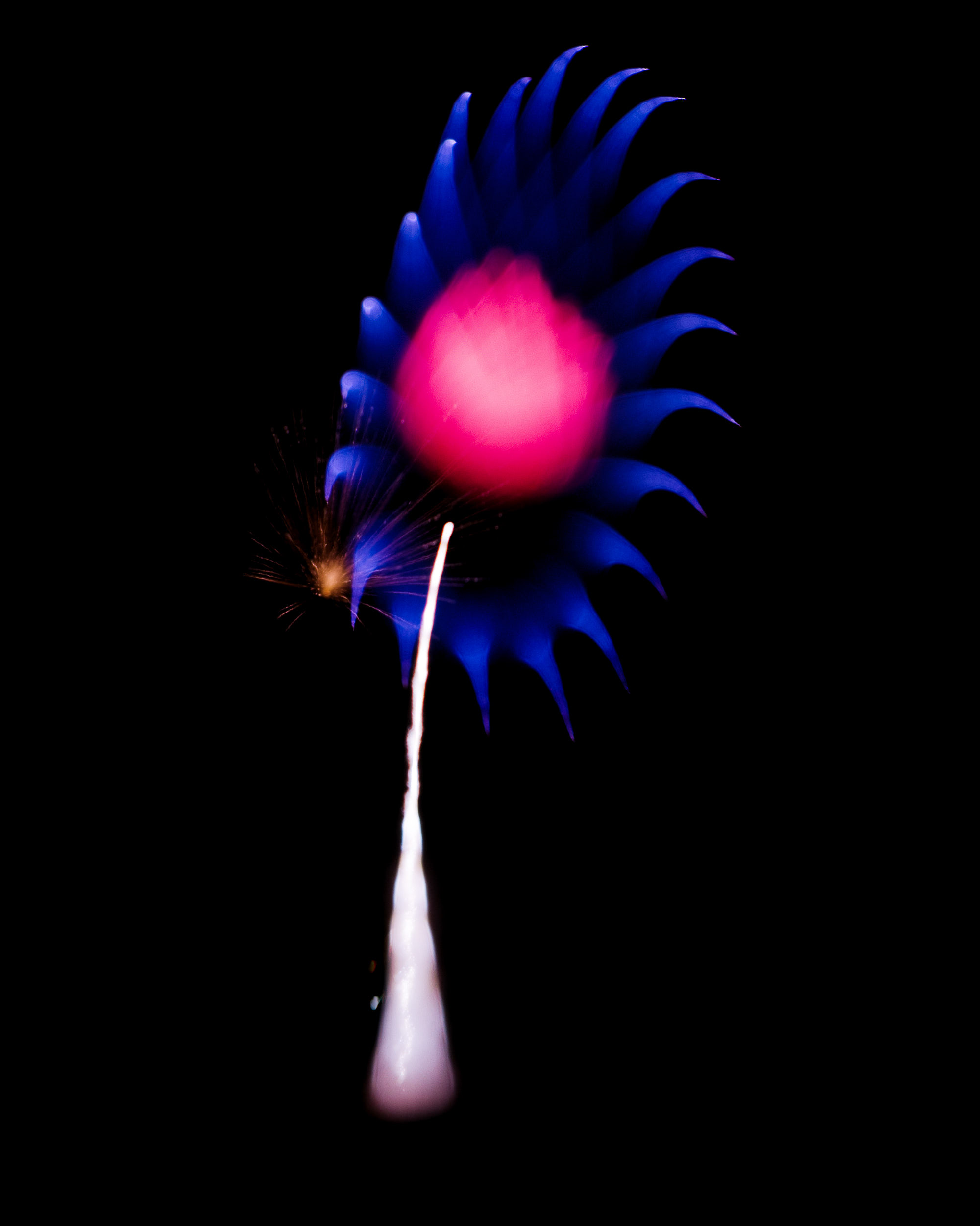 Firework Photo, Night Flower 21, WIRED Magazine