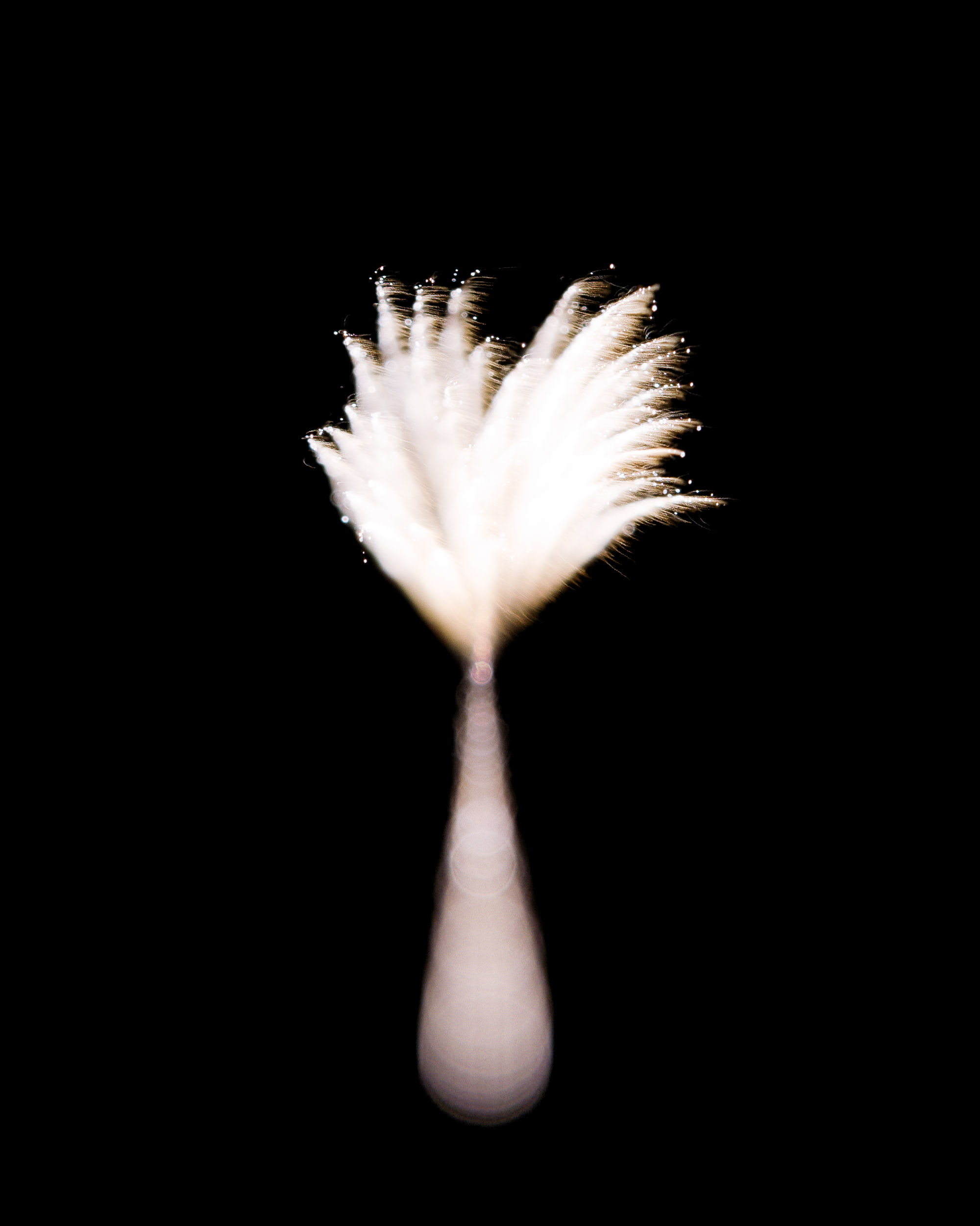 Firework Photo, Night Flower 17, WIRED Magazine 