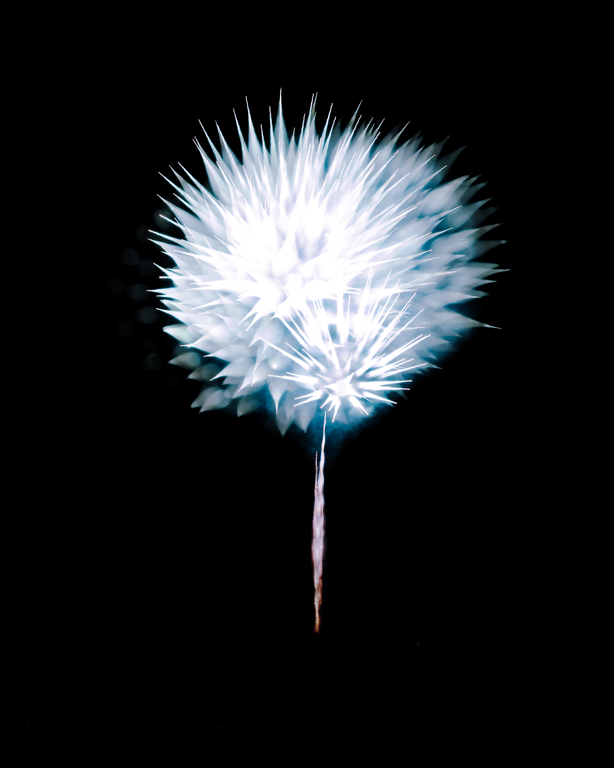 Firework Photo, Night Flower 13, WIRED Magazine 
