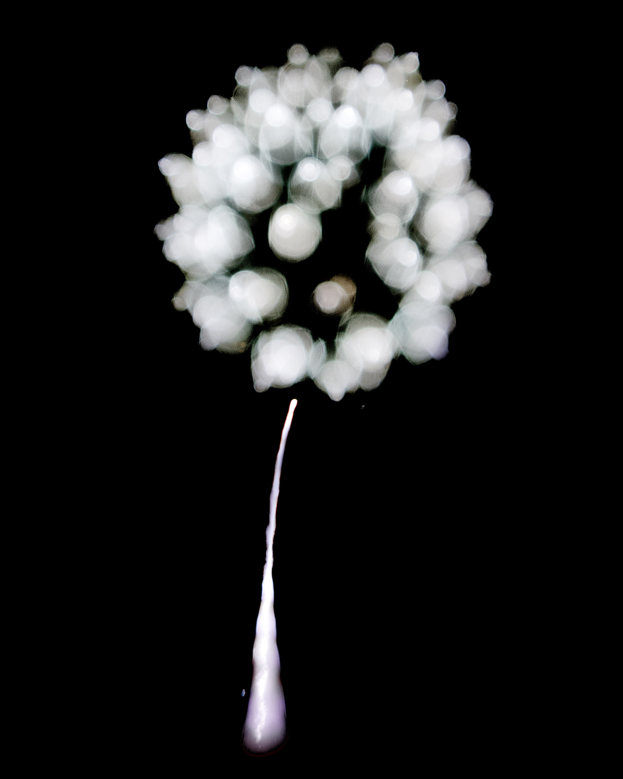 Firework Photo, Night Flower 33, WIRED Magazine 
