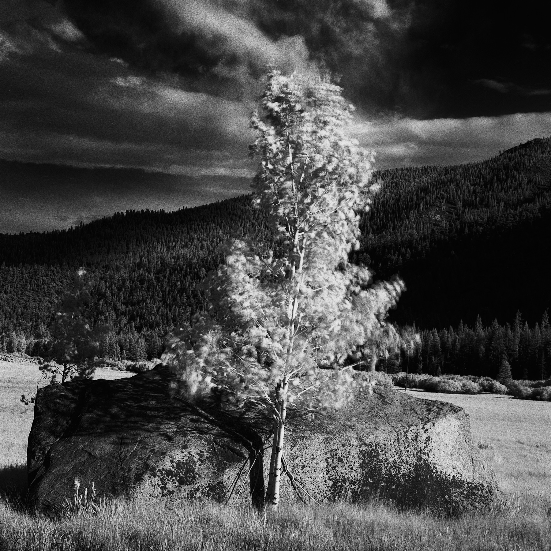 Lone Aspen_Infrared Landscape Photographer Charlie Sin