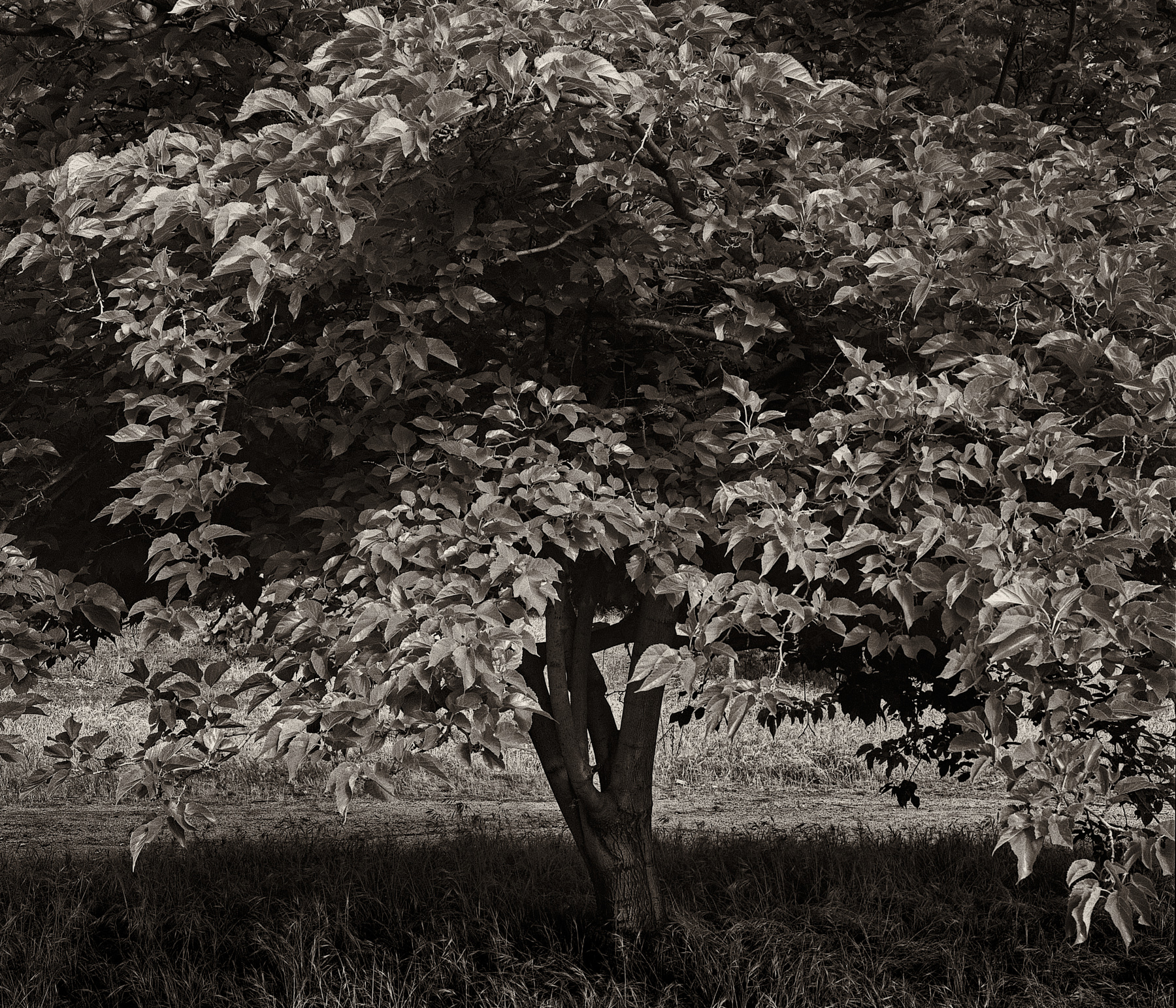 Tree Details_Fine Art Landscape Photographer Charlie Sin
