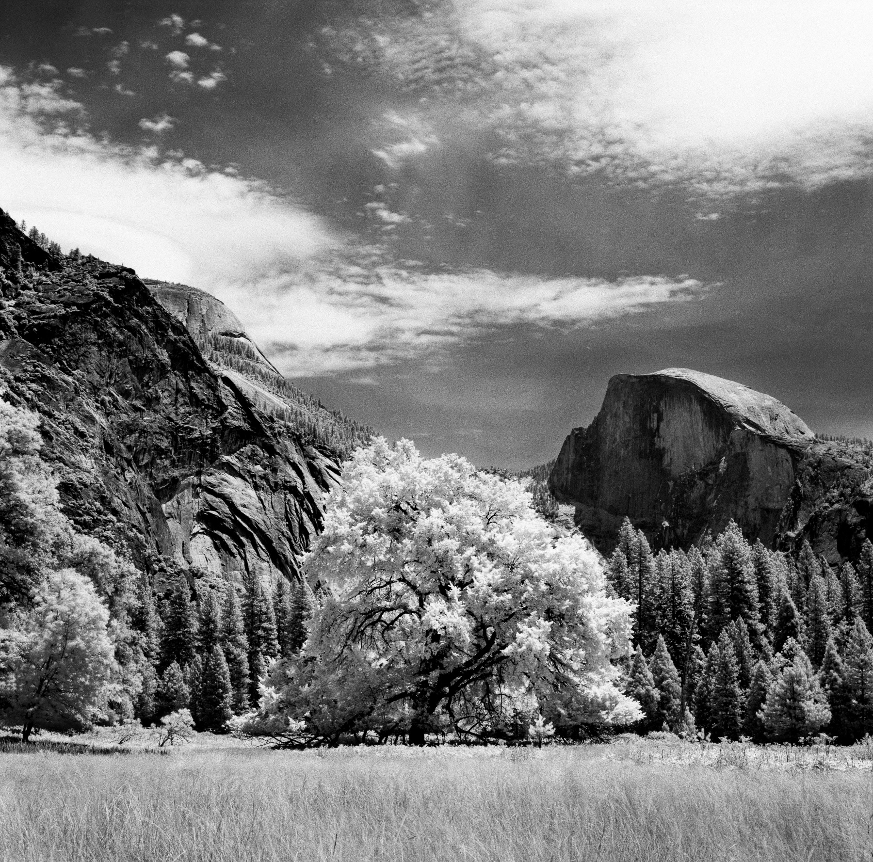 Snowy Tree - Yosemite Photographer Charlie Sin