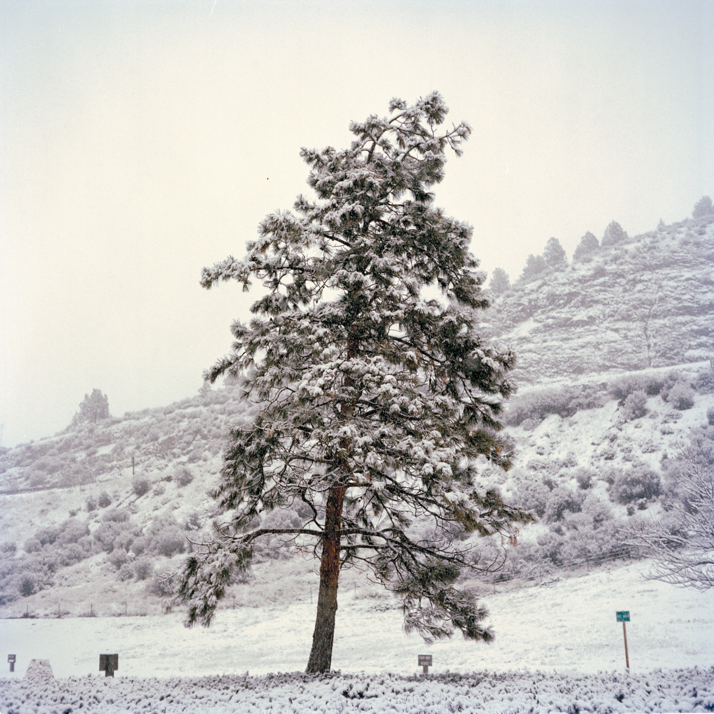 Lone Snowy Pine Tree - Analog Photographer Charlie Sin